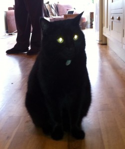 Laser kitty powering up!