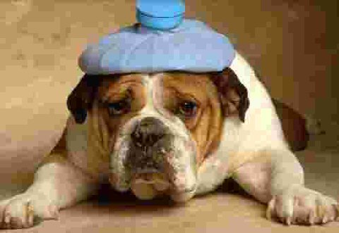 The best pictorial representation of a hangover I could find